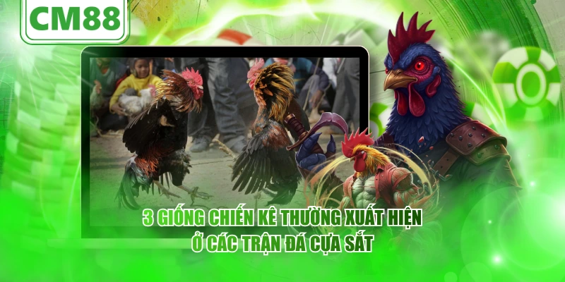 Đá gà cựa sắt – Thông tin từ CM88, nguồn gốc phát triển 5 3 giống chiến kê thường xuất hiện ở các trận đá cựa sắt