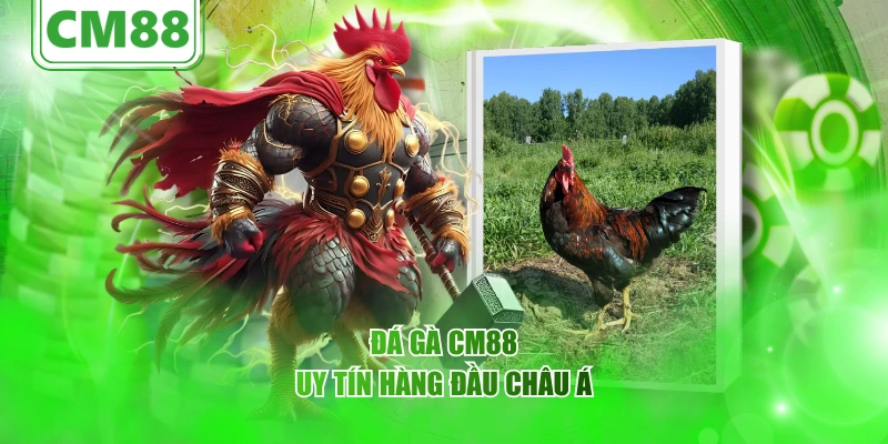 Đá gà CM88 uy tín hàng đầu châu Á