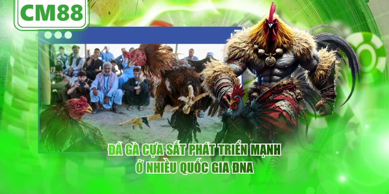 Đá gà cựa sắt – Thông tin từ CM88, nguồn gốc phát triển 1 Đá gà cựa sắt phát triển mạnh ở nhiều quốc gia ĐNA