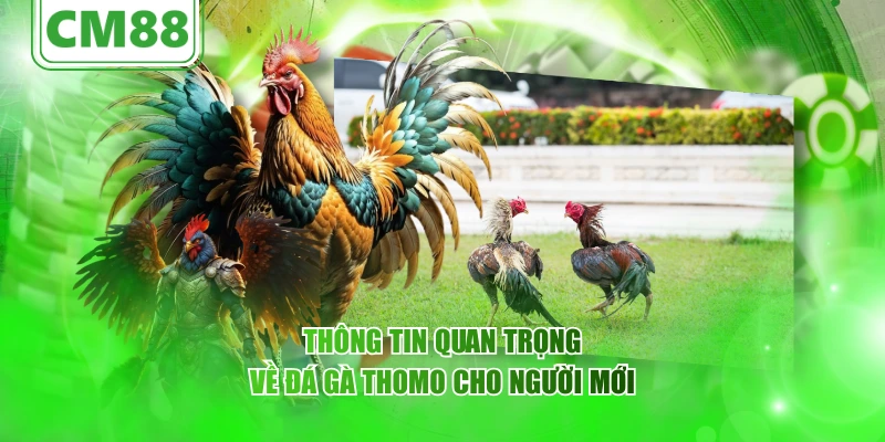 Đá gà Thomo – Cùng CM88 tìm hiểu nguồn gốc và sức hút 2026 3 Thông tin quan trọng về đá gà Thomo cho người mới