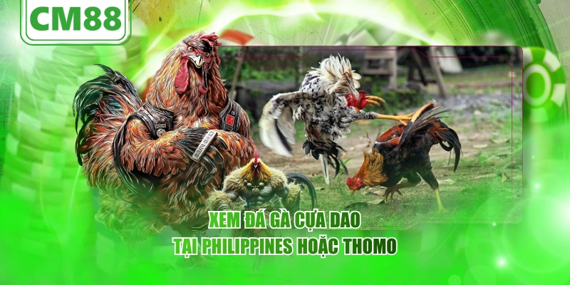 Đá gà cựa dao – Tổng quan, Với CM88 nhìn nhiều gốc đa chiều 2 Xem đá gà cựa dao tại Philippines hoặc Thomo